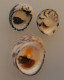 3 Nerita Différentes De Guadeloupe F+++/GEM WO N8 - Seashells & Snail-shells
