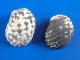 Nerita Tessellata (X2) Guadeloupe (Le Moule) 18 Et 16,4mm F+++ WO N8 - Seashells & Snail-shells
