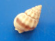 Nassarius Pyrrhus Australie 16,6mm GEM N2 - Seashells & Snail-shells