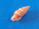 Lienarda Rubida Philippines (Davao) 7,9mm GEM N3 - Seashells & Snail-shells