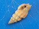 Lienarda Nigrocincta Philippines 6,6mm GEM N5 - Schelpen