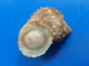 Turbo Castanea Trouvé Vivant Martinique (Le Vauclin) 27,3mm F+++ WO N18 - Seashells & Snail-shells
