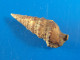 Cerithium Algicola Martinique Trouvé Vivant 31,1mm F+++ N20 - Seashells & Snail-shells