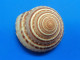 Architectonica Perspectiva Philippines 38,2mm  N1 - Seashells & Snail-shells