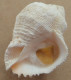 Coralliophila Abbreviata Trouvé Vivant Martinique (Ste-Luce) 45,4mm F+++ WO N11 RARE - Muscheln & Schnecken