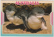 Australia VICTORIA VIC Cute Fairy Penguins PHILLIP ISLAND Hughes AG86 Postcard 1995 60c/40c Stamps - Altri & Non Classificati