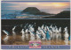 Australia VICTORIA VIC Penguins & Nobbies PHILLIP ISLAND Scancolor SCC1198 Postcard 1995 $1 Fun Run Stamp - Autres & Non Classés