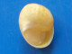 Caldviana Acuminata Caraibes (Soroa) 12,5mm F+++ WO N9 - Muscheln & Schnecken