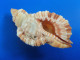 Cymatium Pileare Madagascar 65,5mm F+++ N2 - Seashells & Snail-shells