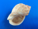 Buccinum Undatum Jersey 61,8mm F+++ WO N1 - Seashells & Snail-shells