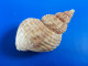 Buccinum Undatum Jersey 61,8mm F+++ WO N1 - Seashells & Snail-shells