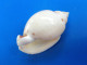 Cassis Ponderosa (Casmaria) Madagascar(Tuléar) 43,2mm F+++/GEM N1 - Seashells & Snail-shells