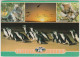 Australia VICTORIA VIC Penguins Koalas PHILLIP ISLAND Scancolor SCC1141 Postcard Posted 1995 - Other & Unclassified