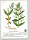 39677602 - Homoeopathie Gratiola Officinalis L. Gottesgnadenkraut Sign. Berthold H.J. Kuenstlerkarte  Nr.16 - Health