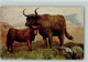11090402 - Rinder / Kuehe Mothers  Carf AK - Cows