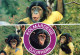 MONKEY Animals Vintage Postcard CPSM #PBS027.GB - Affen