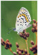 MARIPOSAS Animales Vintage Tarjeta Postal CPSM #PBS467.ES - Schmetterlinge