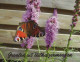 SCHMETTERLINGE Tier Vintage Ansichtskarte Postkarte CPSM #PBS469.DE - Papillons
