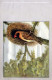 UCCELLO Animale Vintage Cartolina CPA #PKE804.IT - Oiseaux