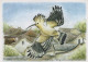 UCCELLO Animale Vintage Cartolina CPSM #PBR552.IT - Oiseaux