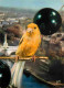 Animaux - Oiseaux - Serin - Les Oiseaux De Jean Lourane - CPM - Carte Neuve - Voir Scans Recto-Verso - Oiseaux