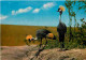 Animaux - Oiseaux - Keekork Lodge - Crested Crane At Masai Mara Game Reserve - CPM - Voir Scans Recto-Verso - Oiseaux