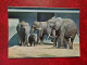 CARTE ANIMAUX ELEPHANTS ELEFANTEN BAD CANNSTATT WILHELMA - Elefanten