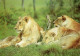 Lions Du Kenya - Leoni