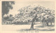 Nouvelle Calédonie - Flamboyant Tree In Bloom Nouméa - Arbre En Fleur  - Carte Postale Ancienne - Nieuw-Caledonië