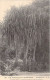 Nouvelle Calédonie - Pandanus - Cet Arbre Pousse En Abondance Sur Le Bord Des Rivières  - Carte Postale Ancienne - Nieuw-Caledonië