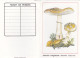 Amanita Rubescens, Mushroom, France, 1989 - Tamaño Pequeño : 1991-00