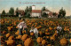 A Pumpkin Field On A Western Farm - Culturas