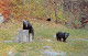 P-24-MOR-449 : BLACK BEARS HAVING LUNCH - Ours