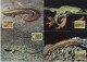 Norfolk Island 1996 Maximum Cards Set X4 WWF W. W. F. Lord-Howe-Insel-Blattfingergecko, Christinus Guentheri, Lizard - Cartes-maximum