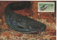 Germany Deutschland DDR 1987 Maximum Card, Wels Catfish Fish Fishes Fisch Fische Fauna - Cartoline Maximum