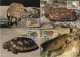 Tanzania 1993 WWF W.W.F. Maximum Cards Set X4, Pancake Tortoise Fauna Spaltenschildkröte - Tarjetas – Máxima