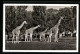 AK München, Netz-Giraffen Im Tierpark Hellabrunn  - Giraffes