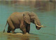 Animaux - Eléphants - Faune Africaine - Eléphant D'Afrique - CPM - Voir Scans Recto-Verso - Elephants