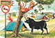 Animaux - Vaches - Camping Tranquille - Art Illustration Dessin De Cart - CPM - Carte Neuve - Voir Scans Recto-Verso - Vaches