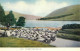 Scotland St Mary's Loch Shepherd With Flock - Autres & Non Classés