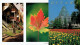 10 Anciennes CP Du Canada (Ottawa, Montréal, Québec, Ontario, Érables...) Vers 1995 (non Circulées) - Collections & Lots