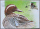 ISRAEL1988 MAXIMUM CARD POSTCARD DUCK GARGANEY FIRST DAY OF ISSUE CARTOLINA CARTE POSTALE POSTKARTE CARTOLINA - Maximumkaarten