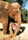 ZOO De La PALMYRE. -  Alix Et Son Bébé Homaline Né Au Zoo Le 26 Octobre 1995.  Photo Thierry Petit. Non Circulée - Elefanten