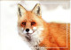 MOLDOVA   Postcard,   Fox      /    MOLDAVIE  Carte Postale, Renard - Game