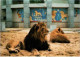 Zoo De La PALMYRE. -  Lions De L'Atlas. Photo Thierry Petit - Löwen