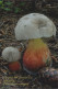 Caloboletus Calopus, Mushrooms, MK Choceň, Czech Rep. 2023 - Tamaño Pequeño : 2001-...