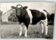 39159203 - Scan Verzogen - Cows