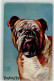 39197003 - Donadini Jr.  Bulldogge Mops Hund AK - Donadini, Antonio