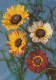 Ein Bund Sommerblumen Gl1957 #D9696 - Sonstige & Ohne Zuordnung