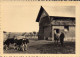 BRAINE-l'ALLEUD Collège Cardinal-Mercier Un Coin De La Ferme (veaux, Cheval,..) - Braine-l'Alleud